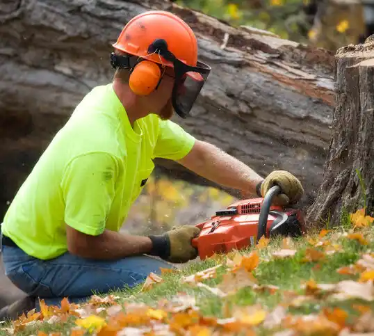 tree services Norwood Court